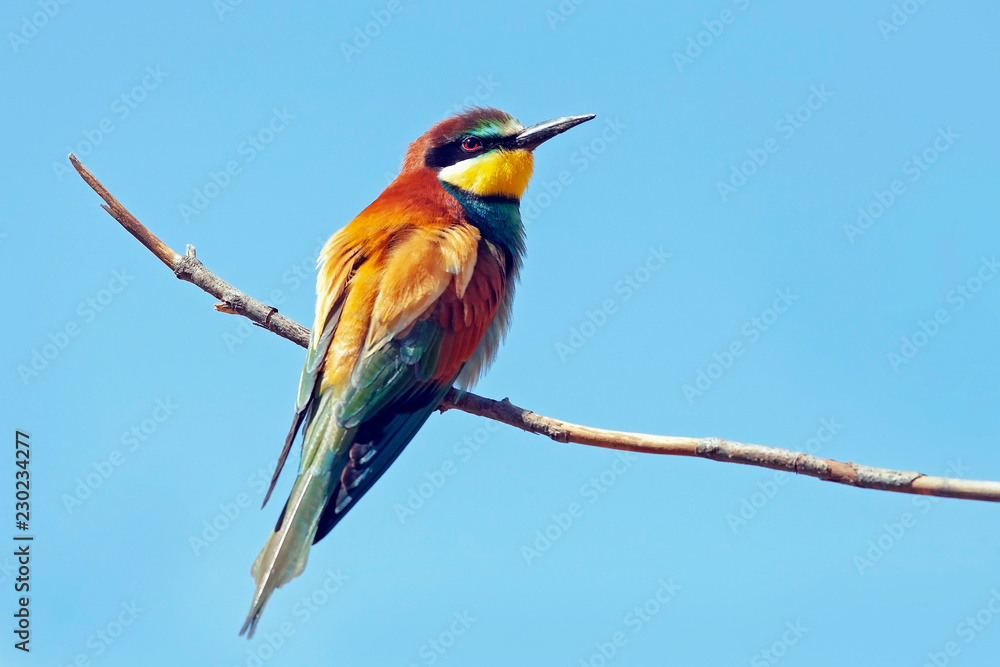 Obraz premium bee-eater bird with colorful feathers sitting on a branch on the background blue sky