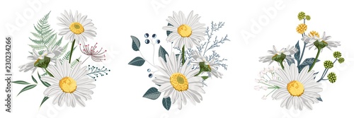 Set of Chamomile (Daisy) bouquets, white flowers, buds, green leaves, fern and berries. Botanical illustration on white background for design, hand draw illustration in vintage style. photo