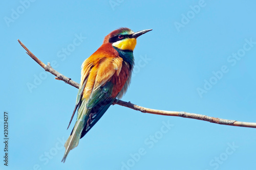 bee-eater bird with colorful feathers sitting on a branch  on the background blue sky