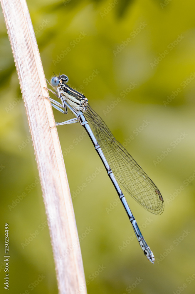 blue damselfly blue damselfly