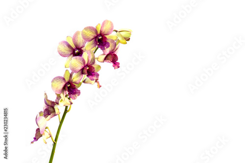 Beautiful orchid isolated on white background.