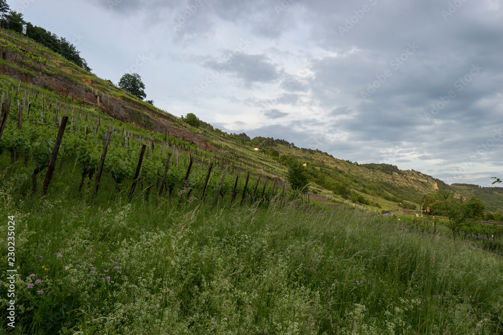 Naklejka premium Abend über den Weinbergen am Naturschutzgebiet Grainberg-Kalbenstein bei Karlstadt, Landkreis Main-Spessart, Unterfranken, Bayern, Deutschland