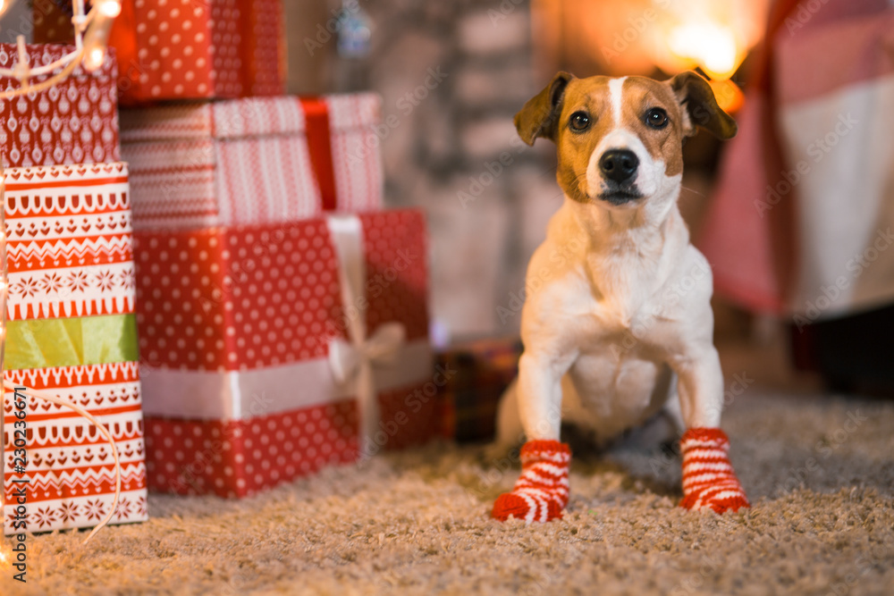 Dog Jack Russell Terrier at home under the Christmas tree in striped red and white socks. Stock Photo | Adobe Stock