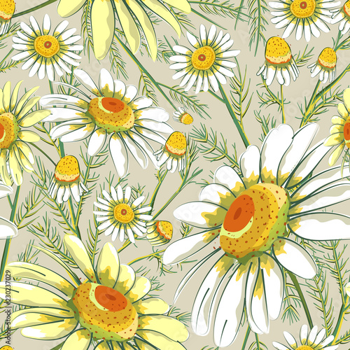 Fototapeta Naklejka Na Ścianę i Meble -  Floral seamless pattern, chamomiles print on paper or textile. Chamomiles background. Summer plants.