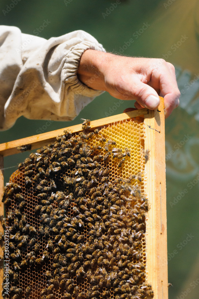 Beekeeper hands close up, working with bees in hive Beekeeper hands close up, working with bees in hive