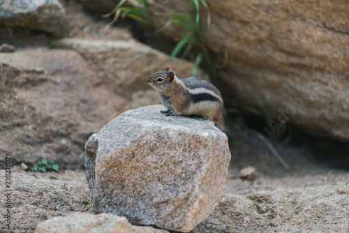 Streifenhörnchen im Rocky Mountain National Park