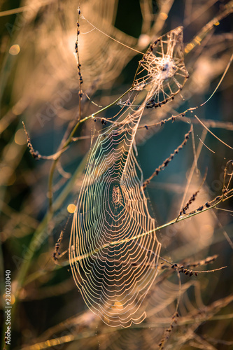spider web with water drops
