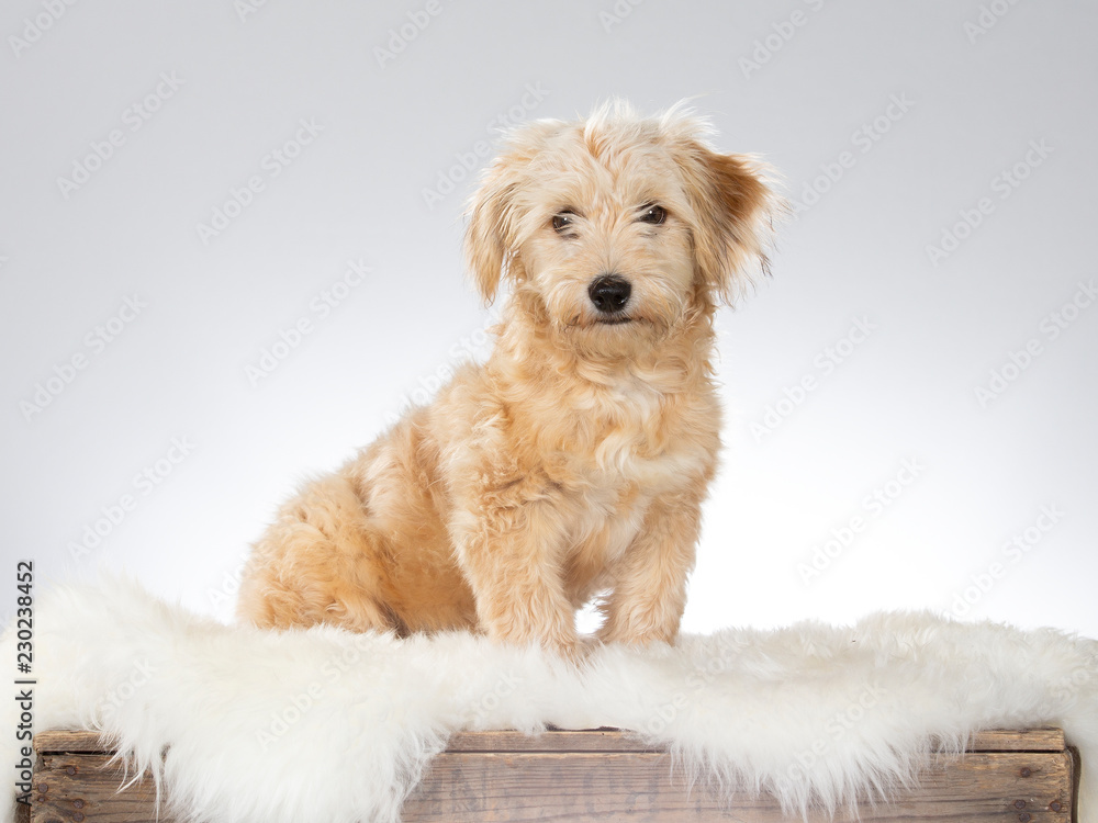 Cute and adorable puppy portrait. Image taken in a studio with white background. Copy space. Cute and adorable puppy portrait. Image taken in a studio with white background. Copy space.