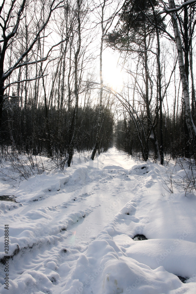 Forest in the middle of snowy winter Forest in the middle of snowy winter