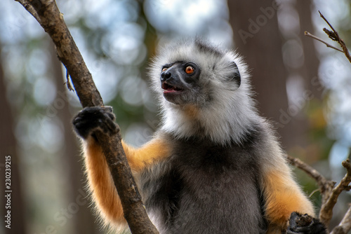 Diademed Sifaka. Diadema, endemic, endengered. Rare lemur,close up, portrait.(Propithecus diadema),Wild nature Madagascar photo
