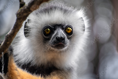 Diademed Sifaka. Diadema, endemic, endengered. Rare lemur,close up, portrait.(Propithecus diadema),Wild nature Madagascar photo
