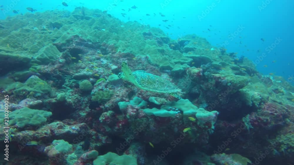 Hawksbill Sea Turtle feeding on a coral reef Hawksbill Sea Turtle feeding on a coral reef