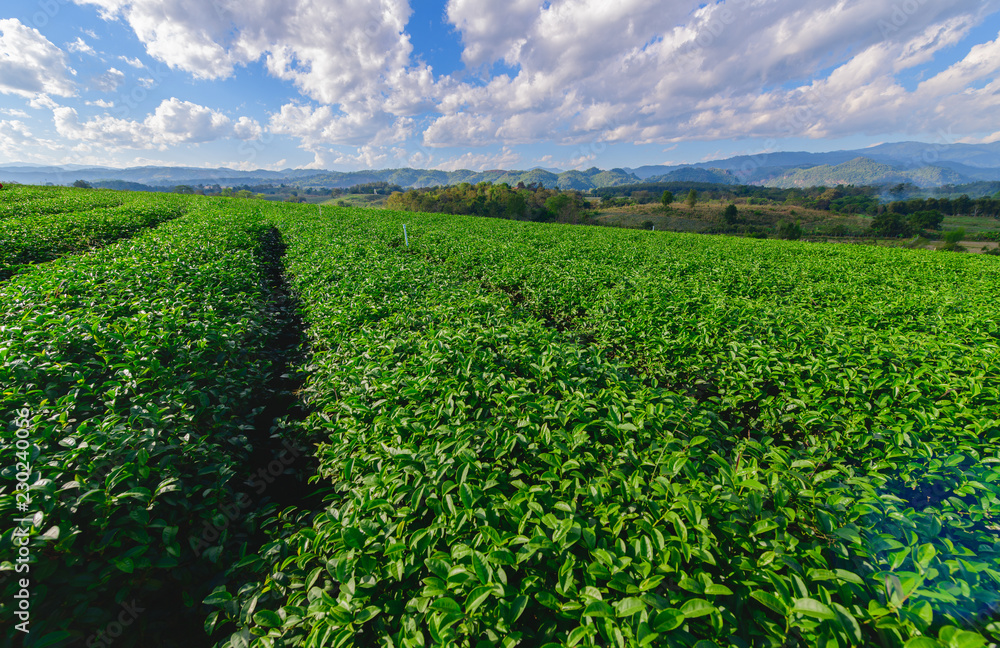 tea plantation with white cloudy blue sky