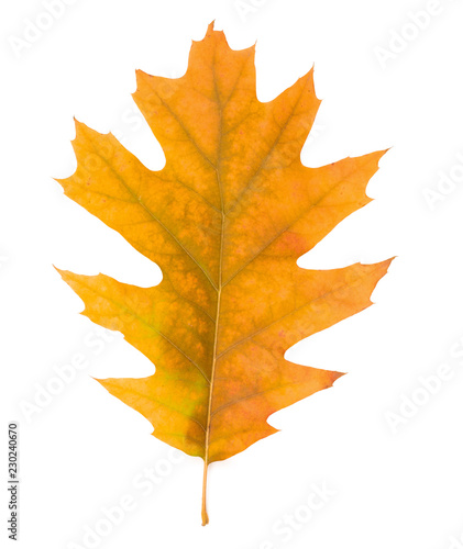 single dry yellow oak leaves