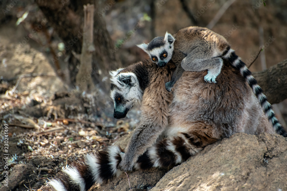 Fototapeta premium Ring Tailed Lemur kata ,Close up Ring-tailed lemur baby and mother.Wild nature Madagascar