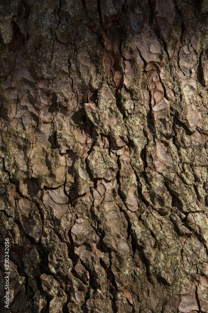 Baumrinde einer Tanne im Detail, Hochformat Baumrinde einer Tanne im Detail, Hochformat