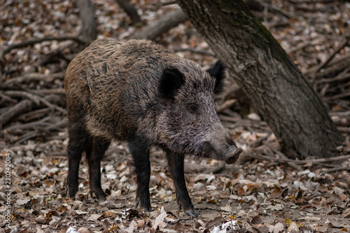 wild boar in the forest