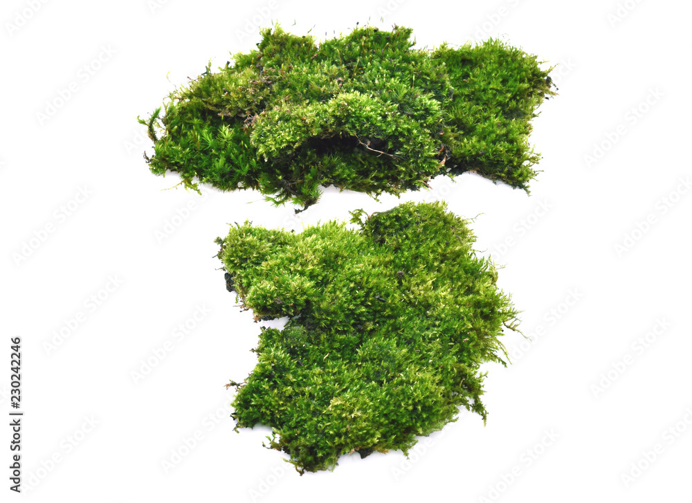 Green moss isolated on white bakground Green moss isolated on white bakground