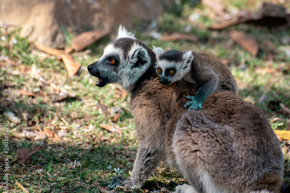 Fototapeta premium Ring Tailed Lemur kata ,Close up Ring-tailed lemur baby and mother.Wild nature Madagascar