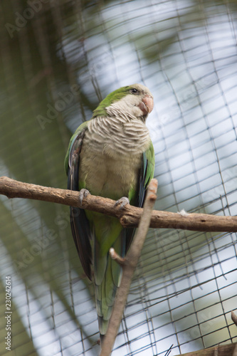 parrot in cage