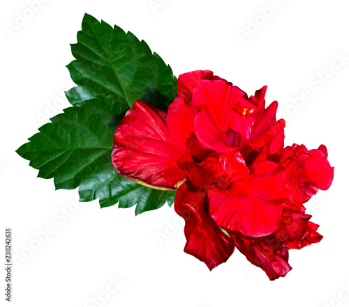 Red hibiscus flower  isolated on white background