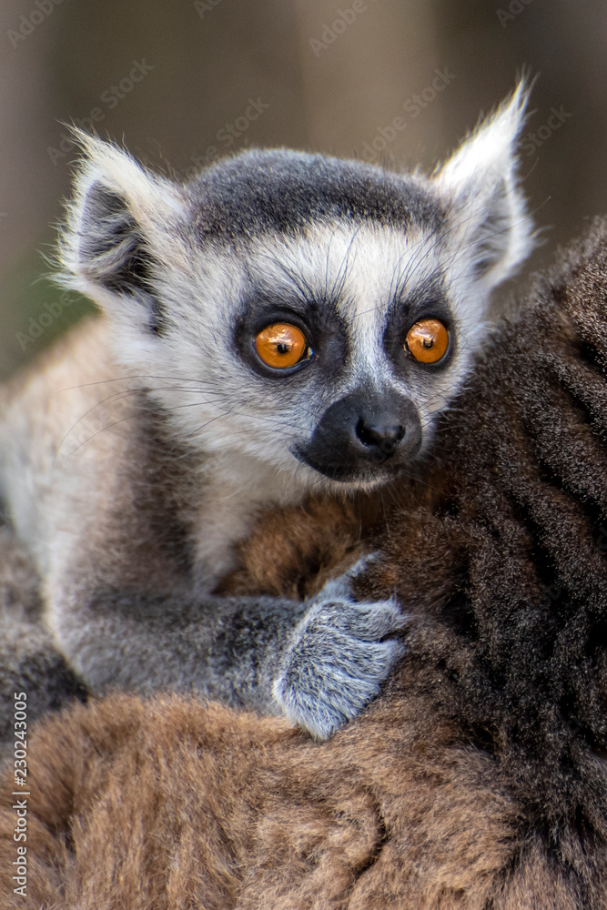 Ring Tailed Lemur  kata ,Close up Ring-tailed lemur baby 