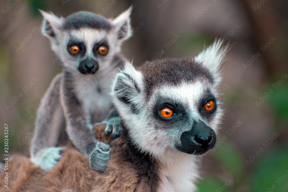 Obraz premium Ring Tailed Lemur kata ,Close up Ring-tailed lemur baby and mother, mother breastfeeding her baby. Wild nature Magdagascar