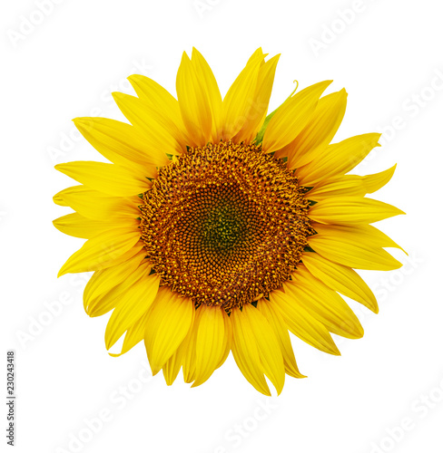 Fototapeta Naklejka Na Ścianę i Meble -  sunflower