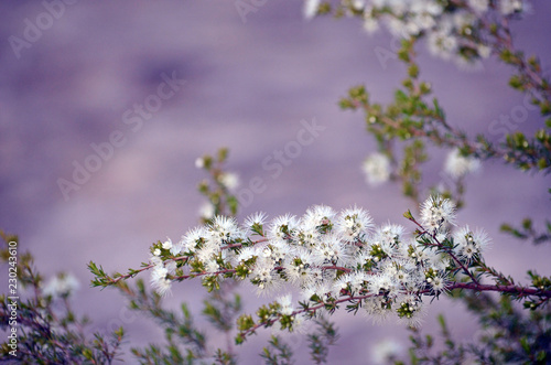 White, honey-scented flowers of the Australian native Kunzea ambigua, tick bush, Royal National Park, Sydney, Australia. Family Myrtaceae. Spring background with copy space. © KHBlack