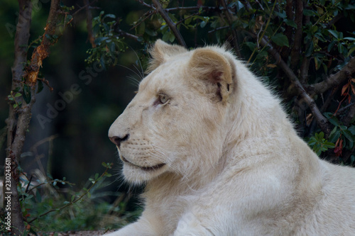 Fototapeta Naklejka Na Ścianę i Meble -  lioness