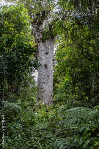 Kauri tree Northland  New Zealand