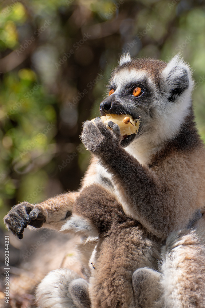Obraz premium Ring Tailed Lemur kata ,Close up Ring-tailed lemur baby and mother, mother breastfeeding her baby