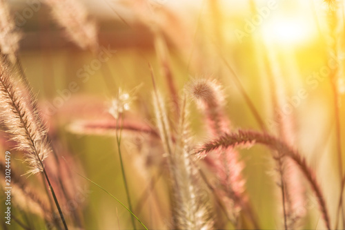 soft focus of grass field or flower grass and sunset background