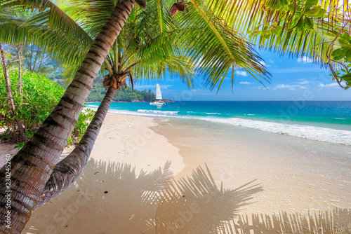 Fototapeta Naklejka Na Ścianę i Meble -  Untouched sandy beach with palm and a sailing boat in the turquoise sea on Jamaica paradise island. Summer vacation and tropical beach concept.
