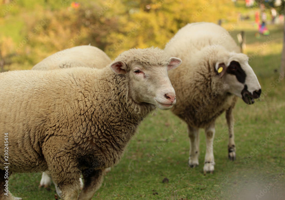 White sheep in a meadow in autumn