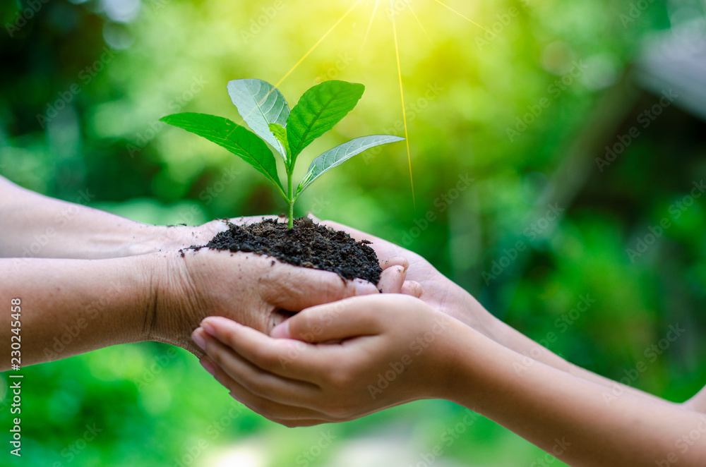 Adults Baby Hand tree environment Earth Day In the hands of trees growing seedlings. Bokeh green Background Female hand holding tree on nature field grass Forest conservation concept Adults Baby Hand tree environment Earth Day In the hands of trees growing seedlings. Bokeh green Background Female hand holding tree on nature field grass Forest conservation concept