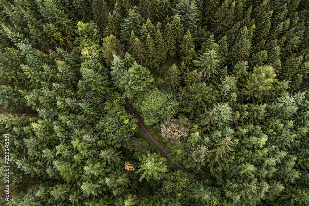 Above Trees Above Trees