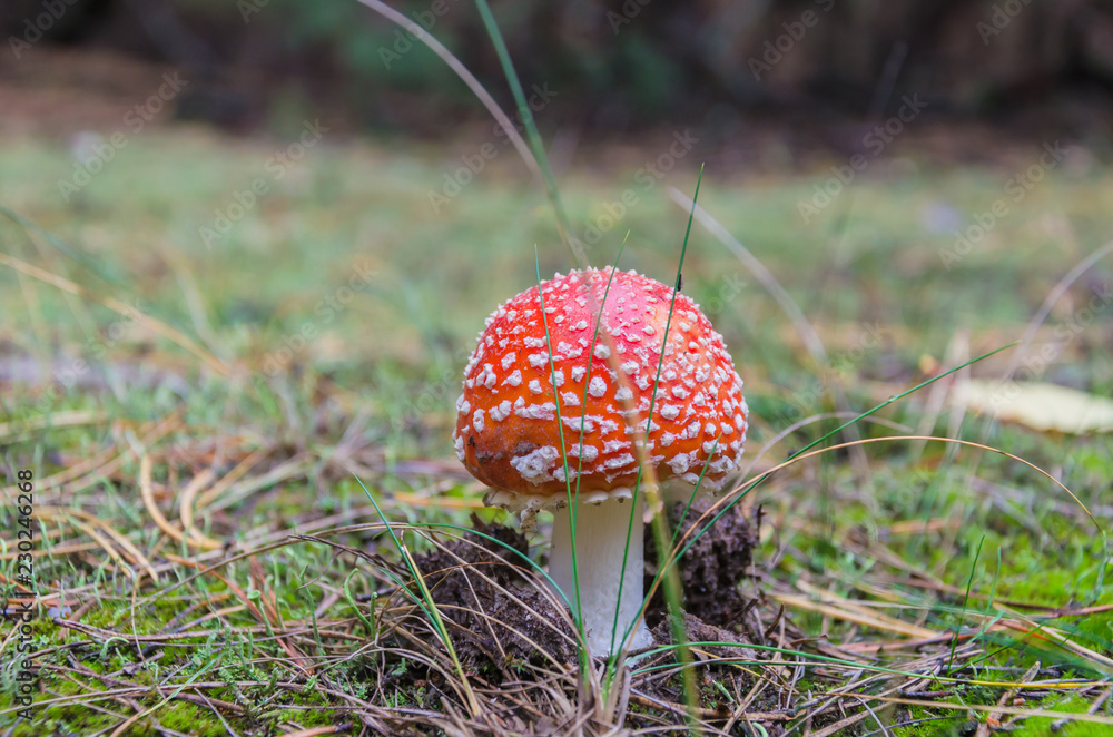 Beautiful toadstools grow in the woods on mosses and grass. Beautiful toadstools grow in the woods on mosses and grass.