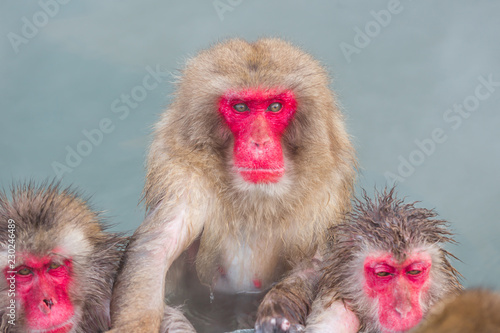 Photography Japanese snow monkey onsen (macaques) in winter