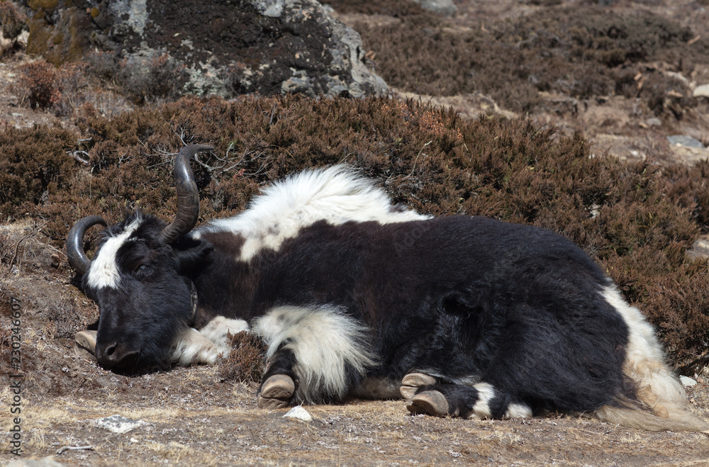 Relaxing Yak in the Nepal Himalayas Relaxing Yak in the Nepal Himalayas