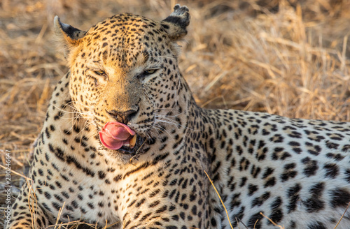 Close up portait of male leopard  Panthera parsus  licking his lips while lying in tall grass