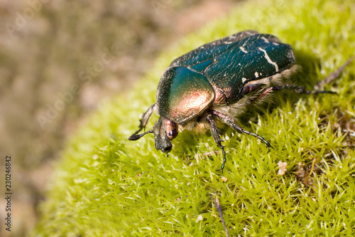 goldsmith beetle photo