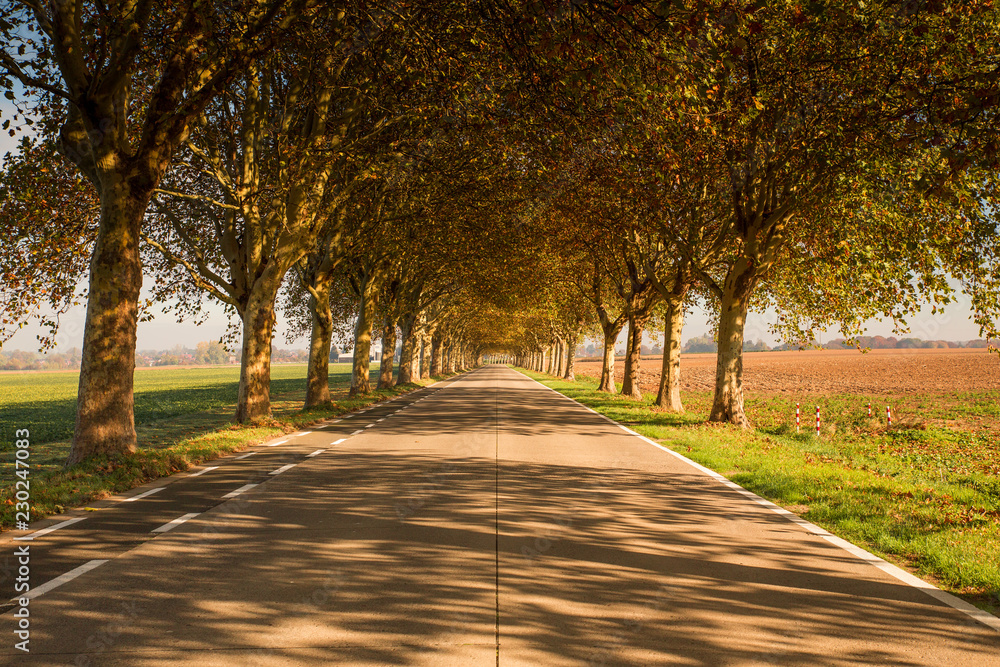Autumn road with trees