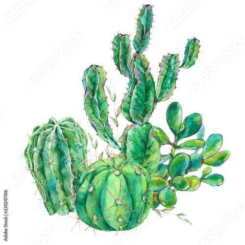 Exotic natural vintage watercolor cactus bouquet. Natural illustration