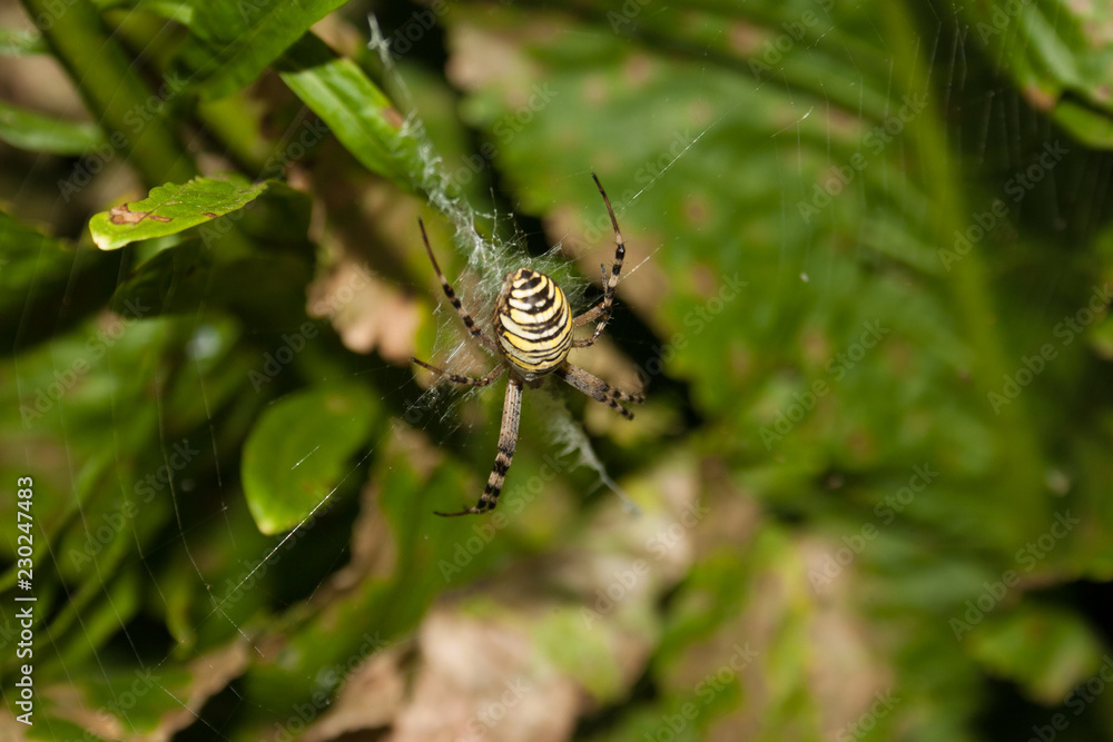 Giant spider