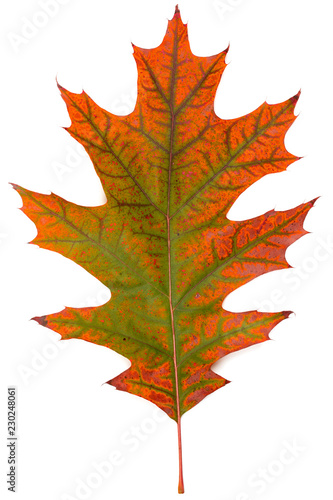 single red multicolored oak leaves