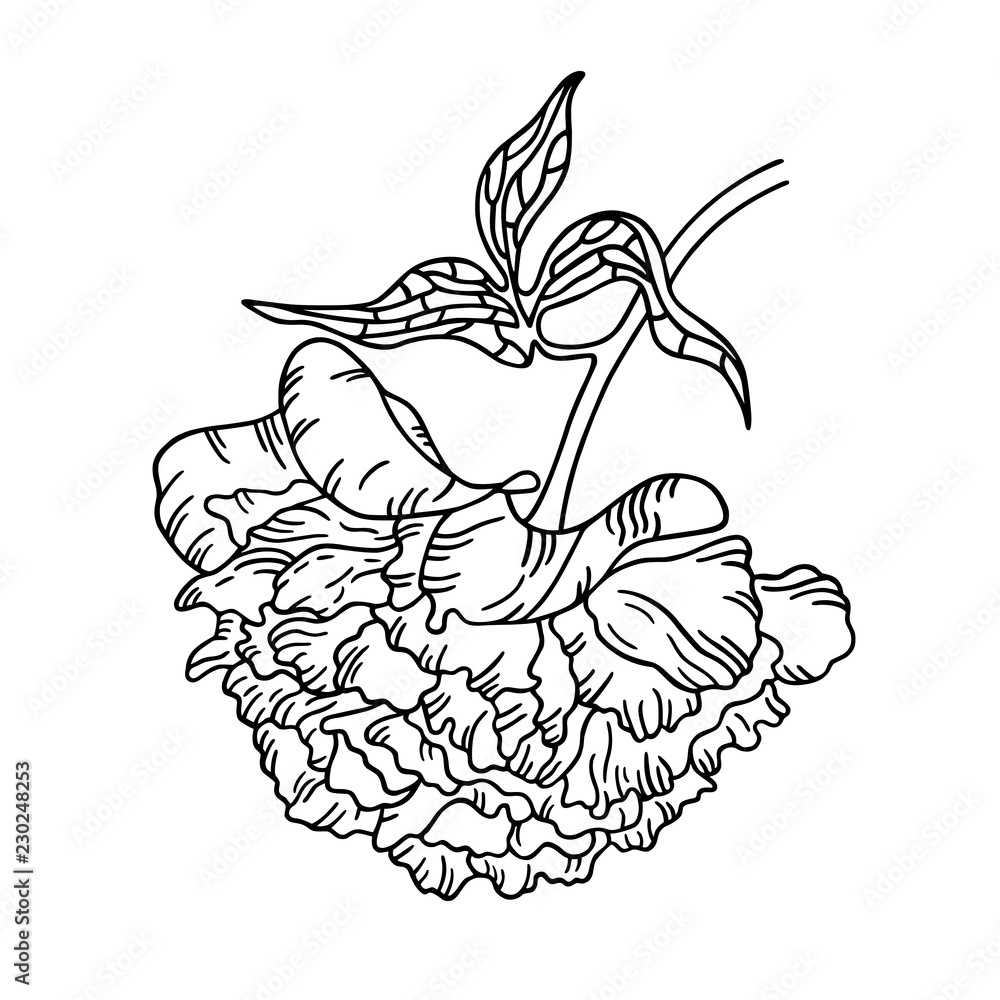 Fototapeta premium vector peony flower