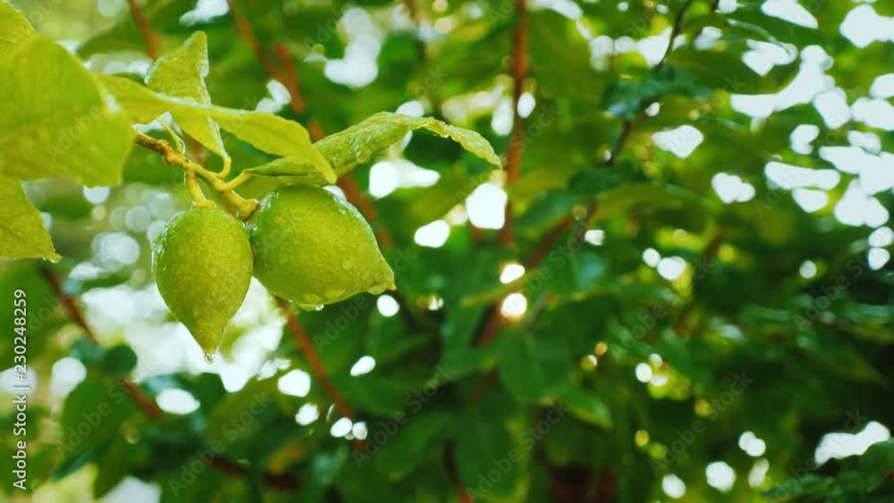 A few lemons with water droplets ripen in the sun. A few lemons with water droplets ripen in the sun.