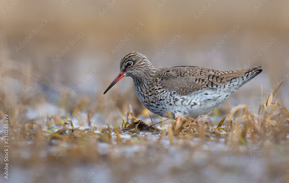 Common Redshank wades through swallow waters in search of food in early spring Common Redshank wades through swallow waters in search of food in early spring