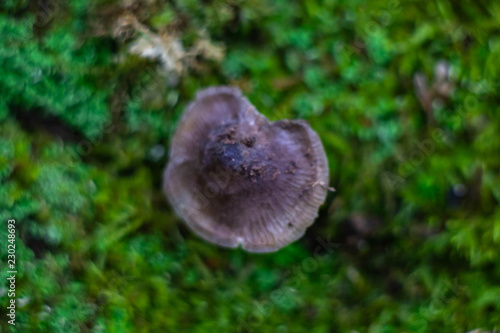 a close-up shot of a mushroom on green moss